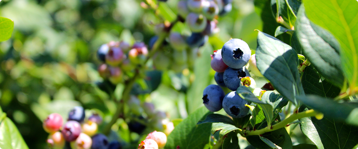 Аграрна розписка як старт для ягідного бізнесу у горах Карпат
