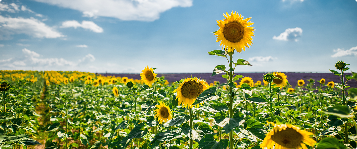 Аграрна розписка як квиток до міжнародного фінансування для органічного бізнесу